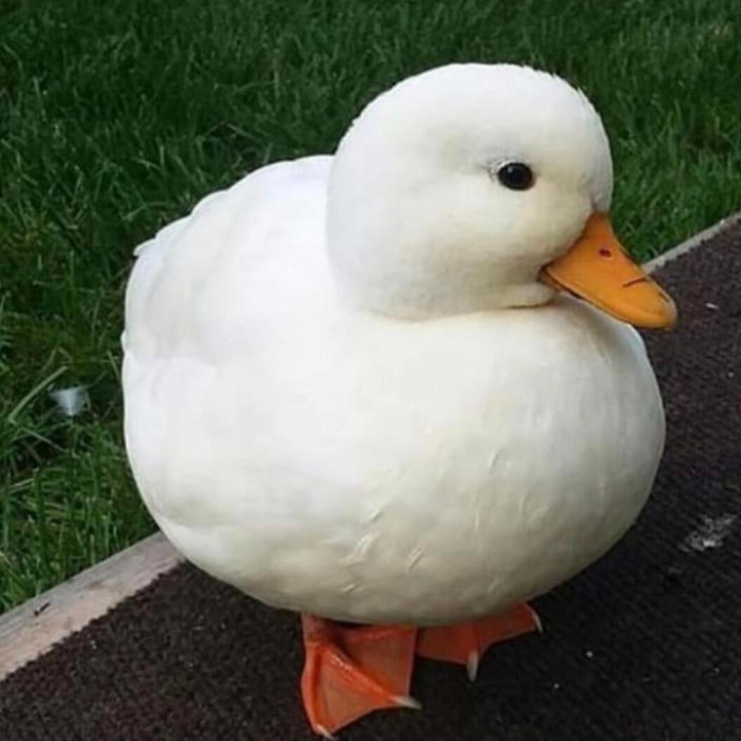 A fat round duck with bright orange feet and a bright orange bill